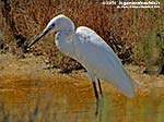 Porto Pino - Stagni - Agosto 2014,garzetta (Egretta garzetta)