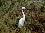 Porto Pino - Stagni - Agosto 2014,garzetta (Garzetta egretta) e salicornia