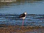 Porto Pino - Stagni - Agosto 2014,stagno di maestrale, Porto Pino, cavaliere d'italia (Himantopus himantopus)