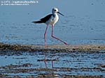 Porto Pino - Stagni - Agosto 2014,stagno di maestrale, Porto Pino, cavaliere d'italia (Himantopus himantopus)