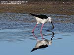 Porto Pino - Stagni - Agosto 2014,stagno di maestrale, Porto Pino, cavaliere d'italia (Himantopus himantopus)