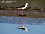 Porto Pino - Stagni - Agosto 2014,stagno di maestrale, Porto Pino, cavaliere d'italia (Himantopus himantopus) 