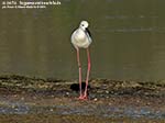 Porto Pino - Stagni - Agosto 2014,stagno di maestrale, Porto Pino, cavaliere d'italia (Himantopus himantopus)