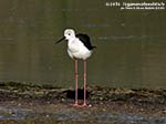 Porto Pino - Stagni - Agosto 2014,stagno di maestrale, Porto Pino, cavaliere d'italia (Himantopus himantopus)