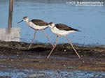 Porto Pino - Stagni - Agosto 2014,stagno di maestrale, Porto Pino, cavalieri d'italia (Himantopus himantopus)