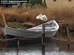 Porto Pino - Stagni - Agosto 2014,peschiera di Porto Pino, garzetta (Egretta garzetta)