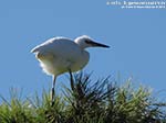 Porto Pino - Stagni - Agosto 2014,garzetta (Egretta garzetta)