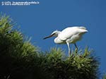 Porto Pino - Stagni - Agosto 2014,garzetta (Egretta garzetta)