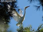 Porto Pino - Stagni - Agosto 2014,garzetta (Egretta garzetta)