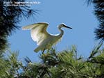 Porto Pino - Stagni - Agosto 2014,garzetta (Egretta garzetta)