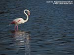 Porto Pino - Stagni - Agosto 2014,Porto Pino, stagno di maestrale, fenicotteri