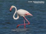 Porto Pino - Stagni - Giugno 2015,Porto Pino