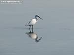 Porto Pino - Stagni - 2009 - Una garzetta (Egretta garzetta), uccello cicogniforme di cui &egrave; presente una colonia a Porto Pino