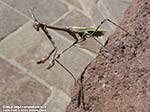 Porto Pino - Stagni - 2008 - Una grossa mantide Empusa pennata, assai meno diffusa della comune mantide religiosa (verde)