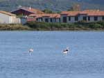 Porto Pino - Stagni - Stagno Is Brebeis (case di Corru Manciu sullo sfondo), fenicotteri
