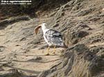 Porto Pino - Stagni - 2009, un gabbiano afferra col becco un pesce visibilmente gi&agrave; morto