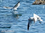 Porto Pino - Stagni - 2009. Nella sequenza, un gabbiano tenta di catturare un pesce ma non ci riesce