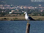 Porto Pino - Stagni - 2010