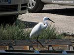 Porto Pino - Stagni - 2010, garzetta