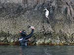 Porto Pino - Stagni - 2010, il cormorano si rivela eccezionalmente fiducioso