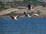 Porto Pino - Stagni - 2011, fenicotteri in volo