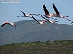 Porto Pino - Stagni - 2011, fenicotteri in volo