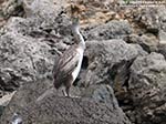 Porto Pino - Stagni - 2011, Punta Menga: cormorano