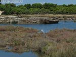 Porto Pino - Stagni - 2011, garzetta