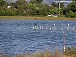Porto Pino - Stagni - 2011