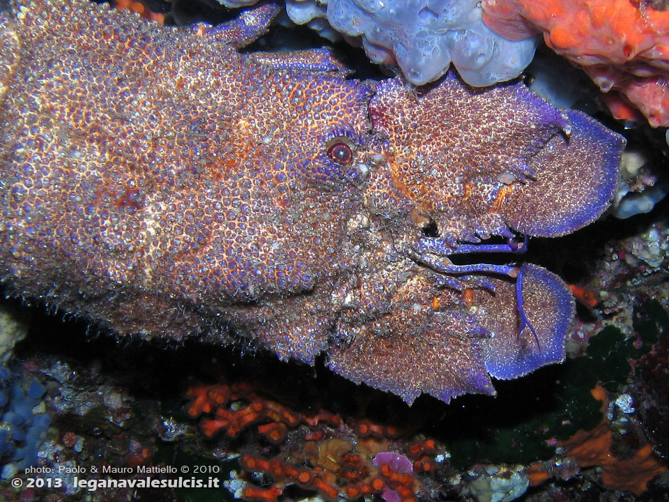 Porto Pino foto subacquee - 2010 - Cicala di mare, o magnosa (Scyllarides latus) di cospicue dimensioni