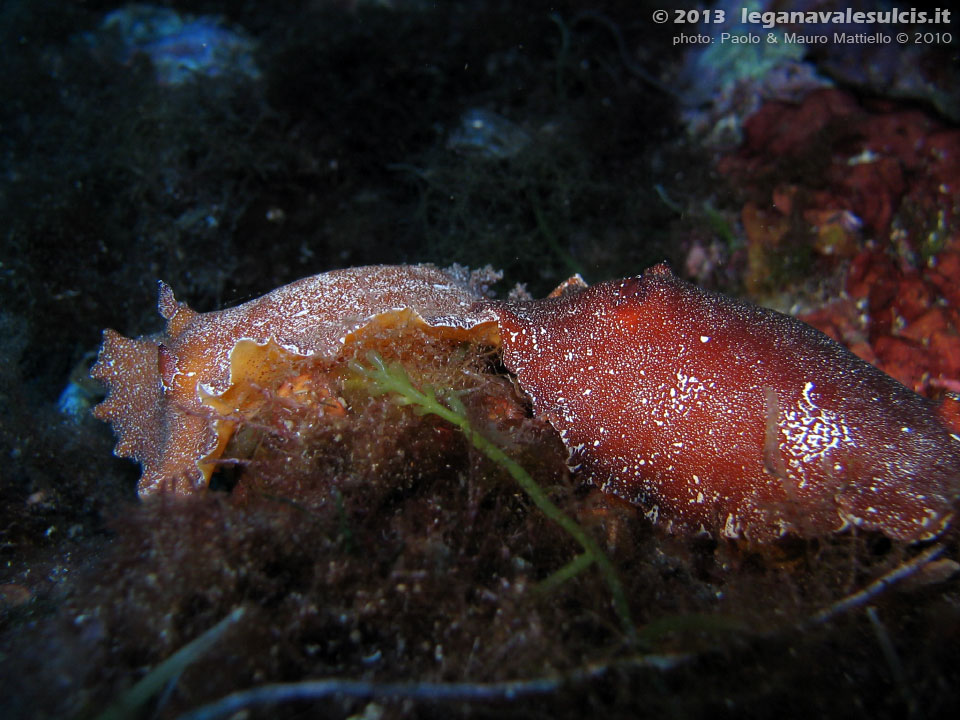 Porto Pino foto subacquee - 2010 - Un nudibranco grande e poco diffuso: il doride argo (Platydoris argo)