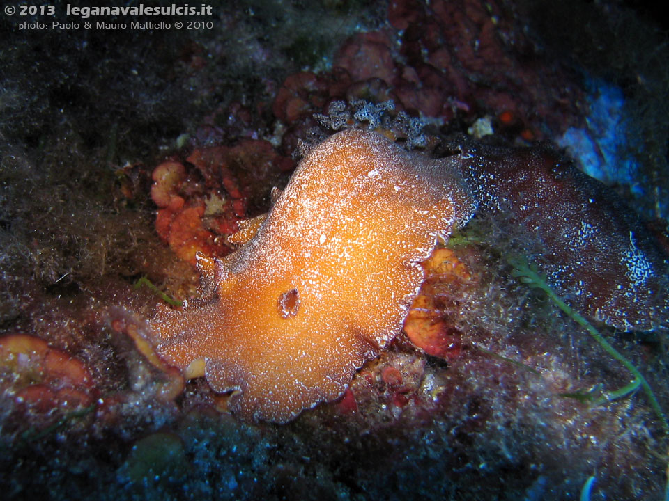 Porto Pino foto subacquee - 2010 - Un nudibranco grande e poco diffuso: il doride argo (Platydoris argo)  