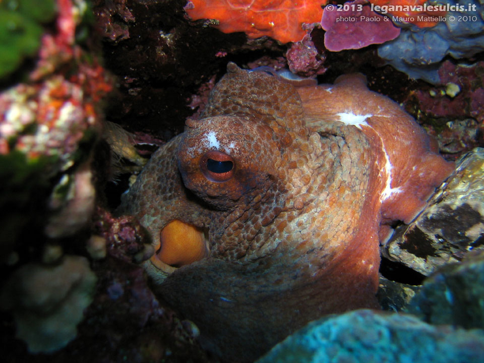 Porto Pino foto subacquee - 2010 - Polpo (Octopus vulgaris)