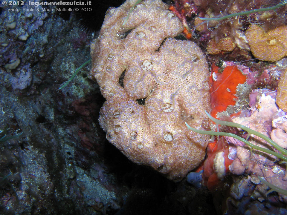 Porto Pino foto subacquee - 2010 - Ascidia incrostante a fiore (Botrylloides sp.)