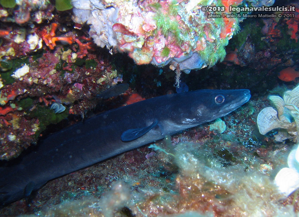 Porto Pino foto subacquee - 2011 - Grosso grongo (Conger conger) in tana 