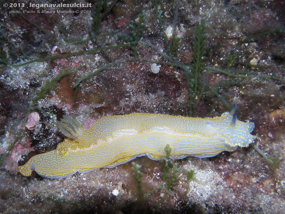 Porto Pino foto subacquee - 2011 - Nudibranco Hypselodoris picta, circa 7 cm  