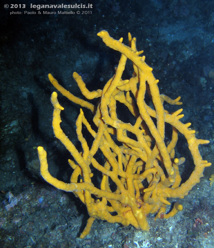 Porto Pino foto subacquee - 2011 - Spugna Axinella ramificata, in profondità