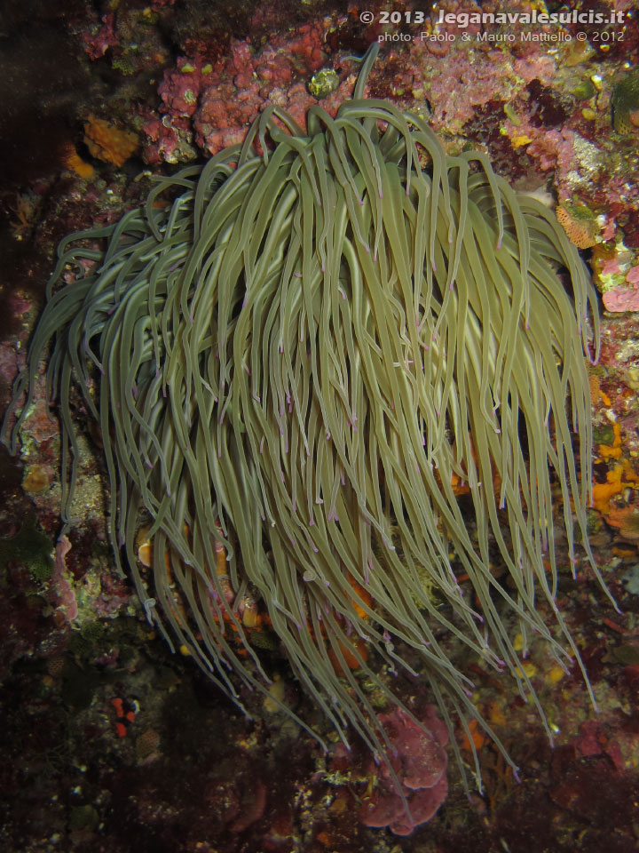 Porto Pino foto subacquee - 2012 - Grosso anemone di mare (Actinia viridis)