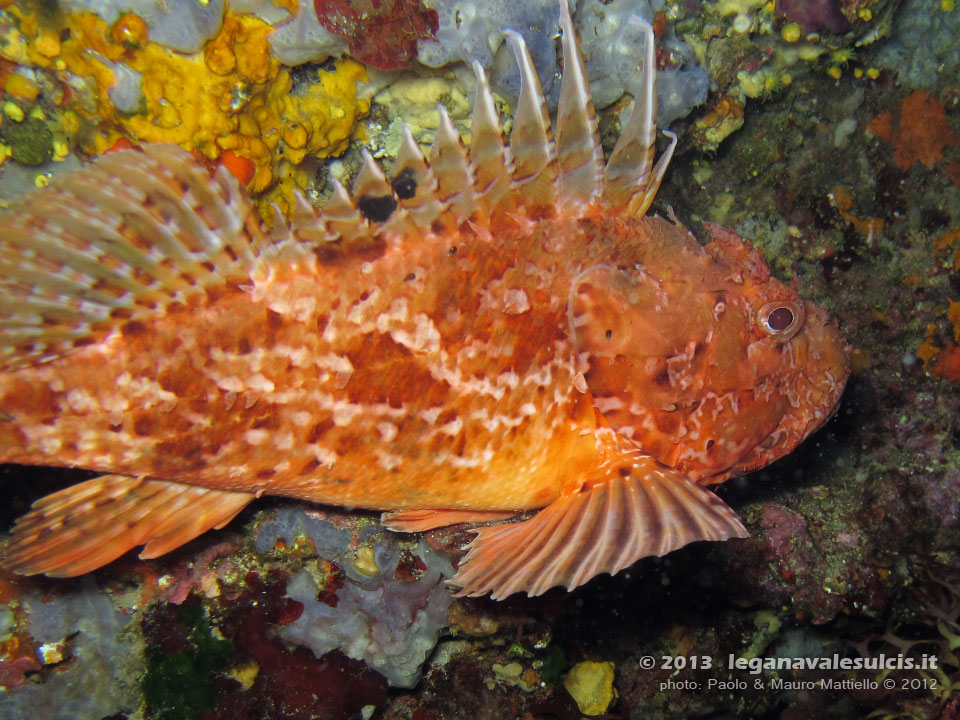 Porto Pino foto subacquee - 2012 - Grosso scorfano rosso (Scorpaena scrofa)