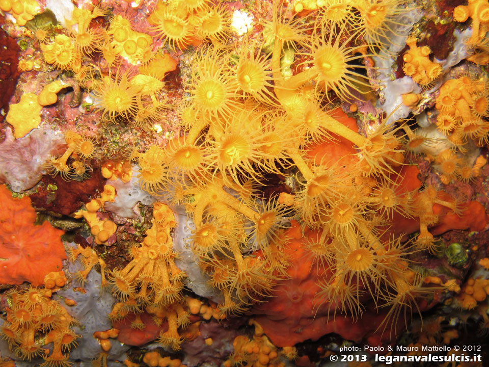 Porto Pino foto subacquee - 2012 - Margherite di mare (Parazoanthus axinellae) presso la Secca di Cala Piombo