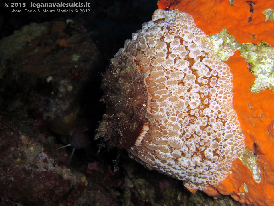 Porto Pino foto subacquee - 2012 - Nudibranco Umbraculum (Umbraculum mediterraneum), di grosse dimensioni, non facile da incontrare