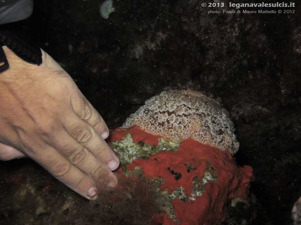 Porto Pino foto subacquee - 2012 - Grosso nudibranco Umbraculum (Umbraculum mediterraneum) paragonato ad una mano