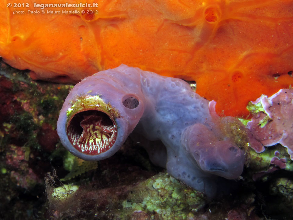 Porto Pino foto subacquee - 2012 - Mollusco Vermeto o Vermetide grande (Serpulorbis arenaria), chiuso nel suo tubo, con l'opercolo visibile)