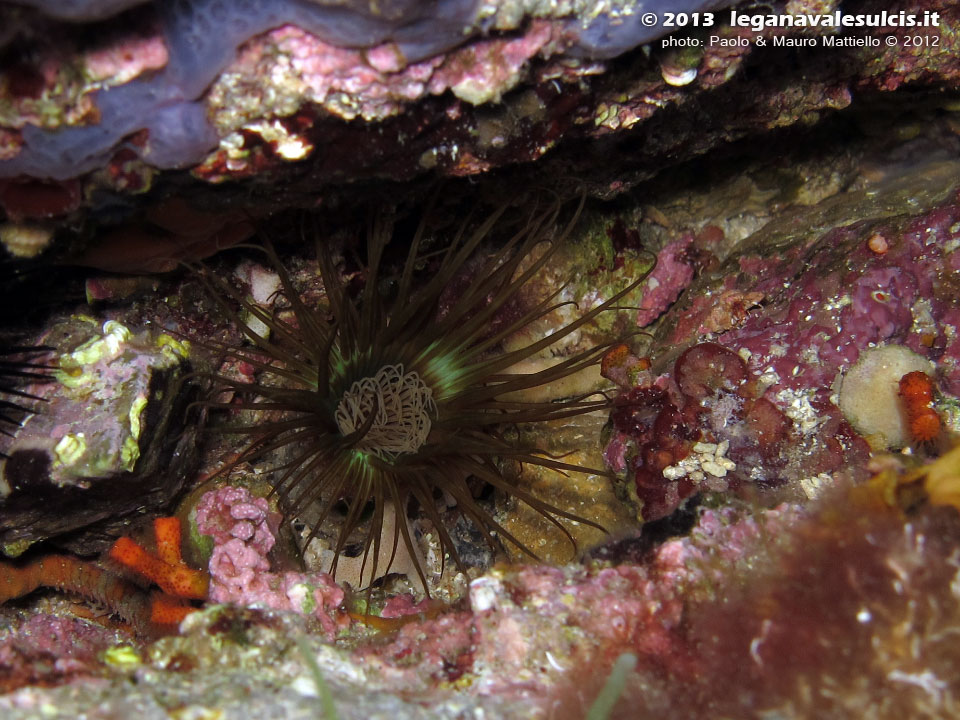 Porto Pino foto subacquee - 2012 - Cerianto (Cerianthus membranaceus) nel suo tubo membranaceo