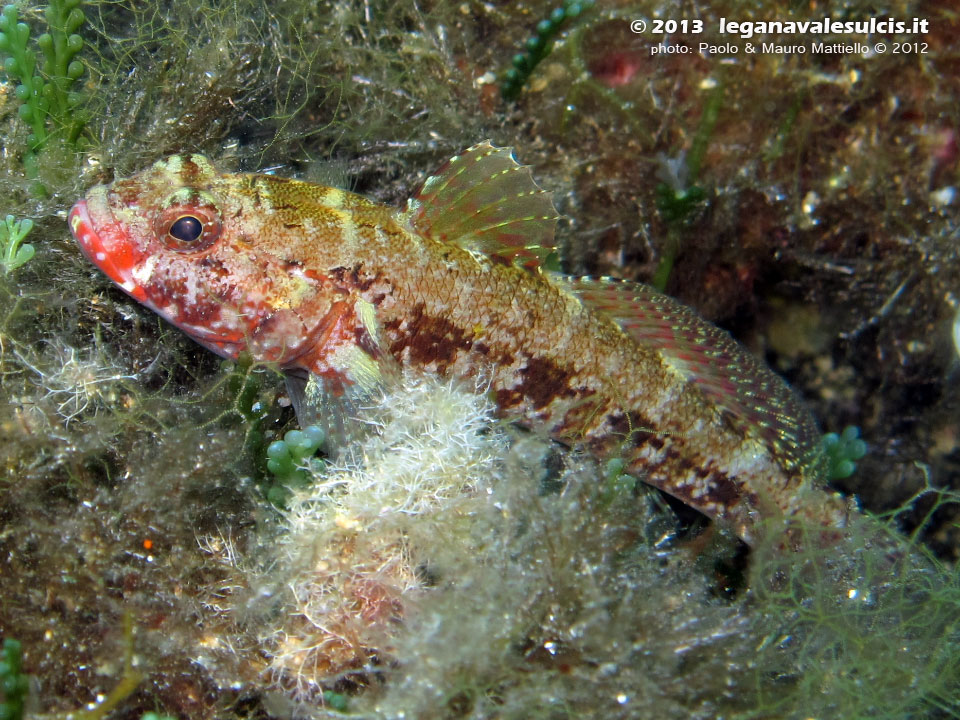 Porto Pino foto subacquee - 2012 - Ghiozzo boccarossa (Gobius cruentatus)