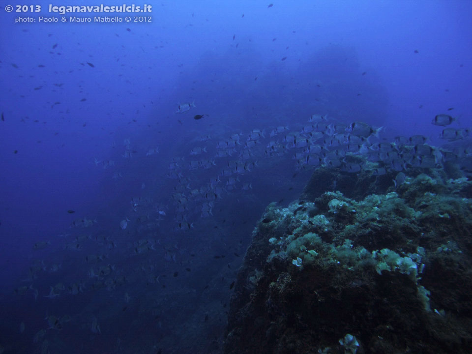 Porto Pino foto subacquee - 2012 - Immenso branco di saraghi a Cala Galera