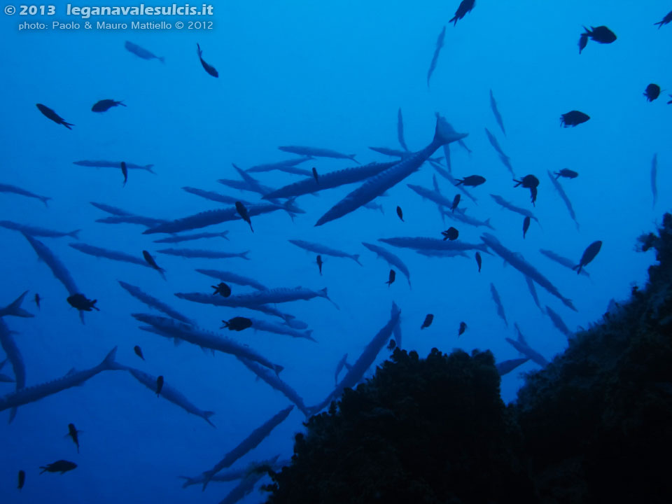 Porto Pino foto subacquee - 2012 - Barracuda del Mediterraneo (Sphyraena viridensis) a Cala Galera