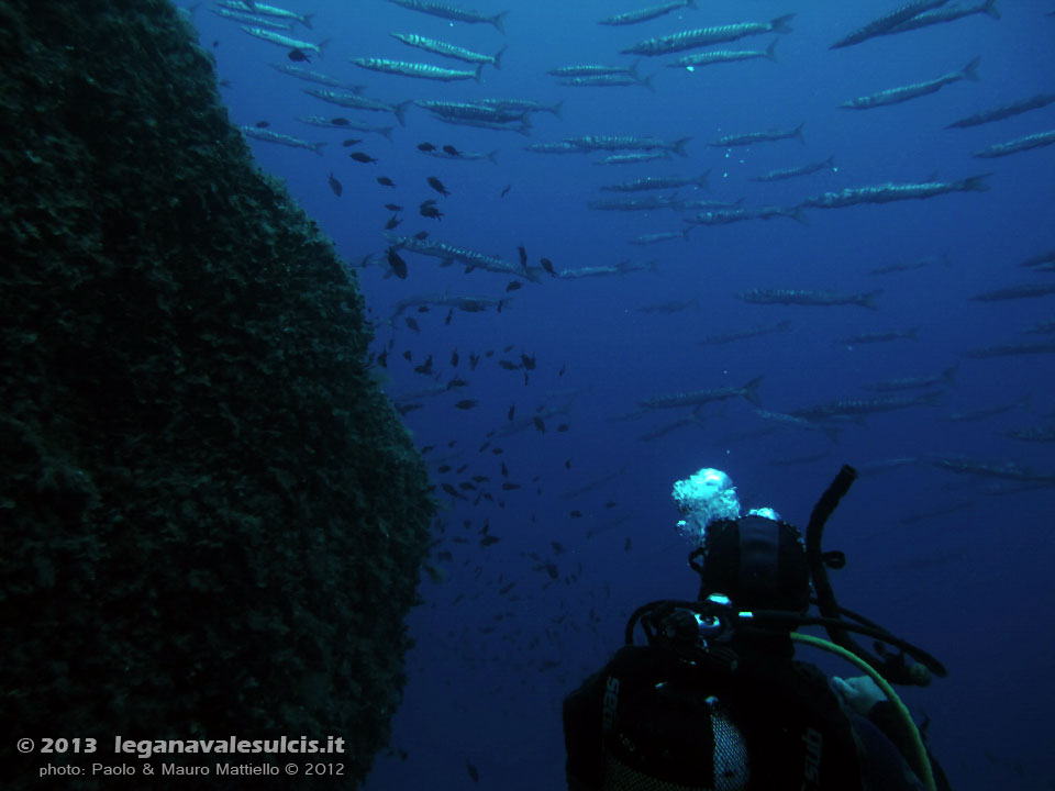 Porto Pino foto subacquee - 2012 - Barracuda del Mediterraneo (Sphyraena viridensis) a Cala Galera