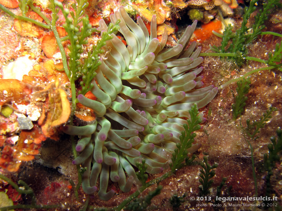 Porto Pino foto subacquee - 2012 - Anemone Grosso (Cribrinopsis crassa)
