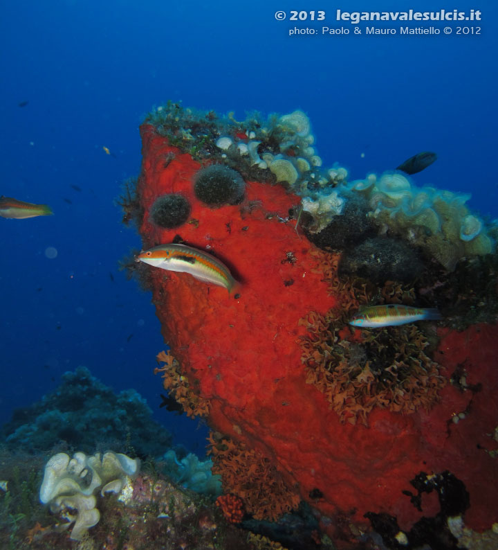 Porto Pino foto subacquee - 2012 - I colori vivaci delle spugne incrostanti (Spirastrella cunctratrix)
